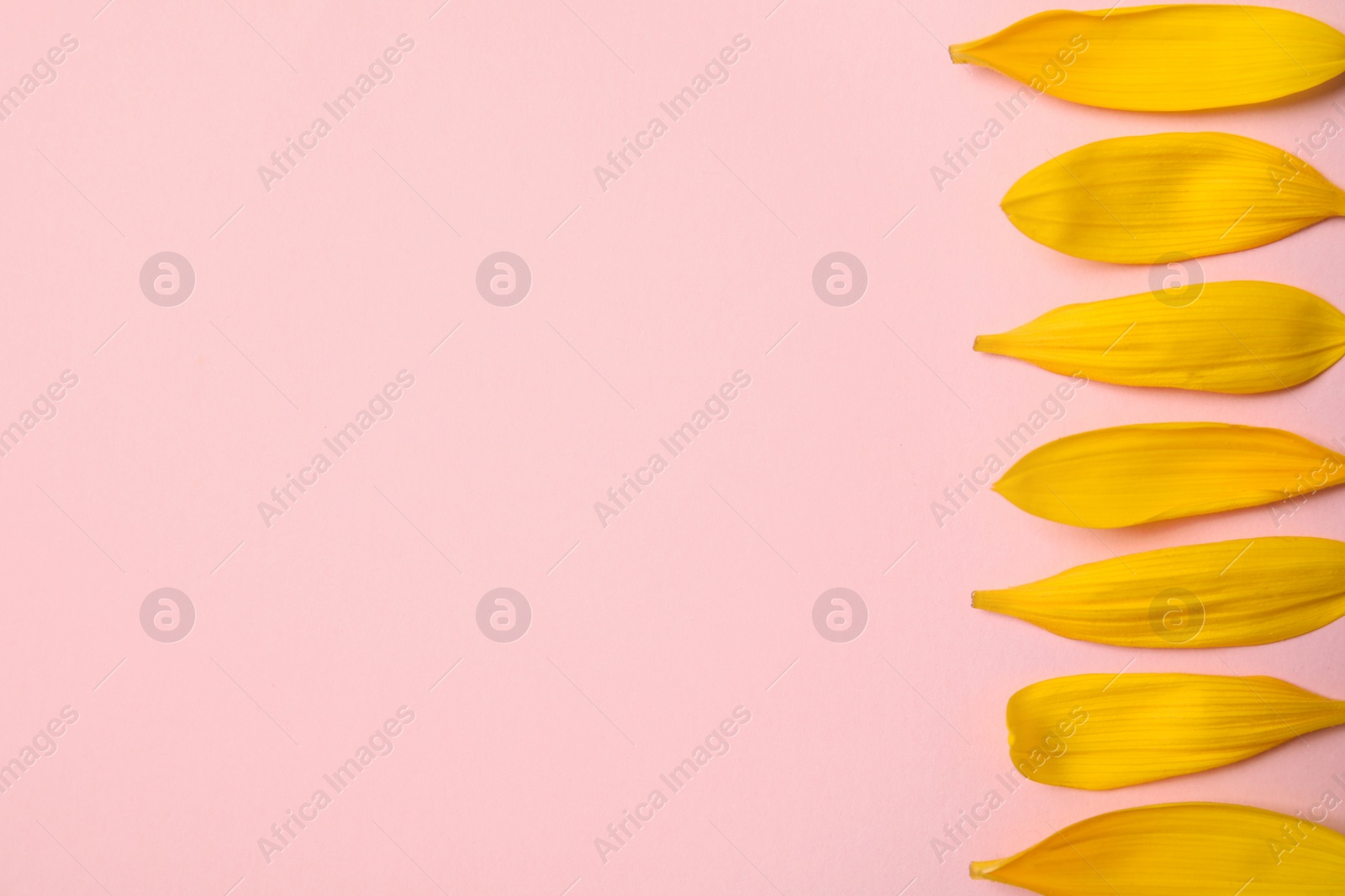 Photo of Fresh yellow sunflower petals on pink background, flat lay. Space for text