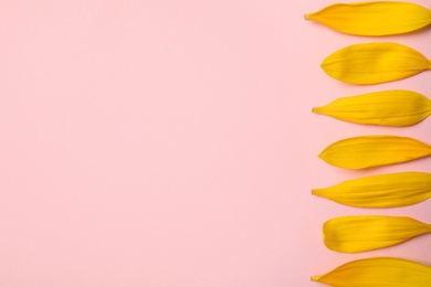 Photo of Fresh yellow sunflower petals on pink background, flat lay. Space for text