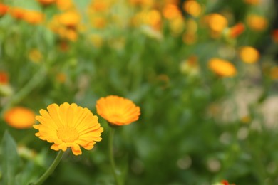 Photo of Beautiful blooming calendula flower outdoors. Space for text