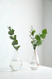 Eucalyptus branches with fresh leaves in vases on table