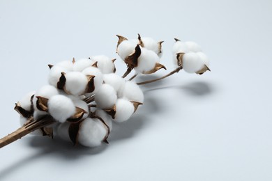 Photo of Beautiful cotton branch with fluffy flowers on light grey background, space for text