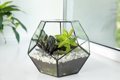Glass florarium with different succulents on windowsill