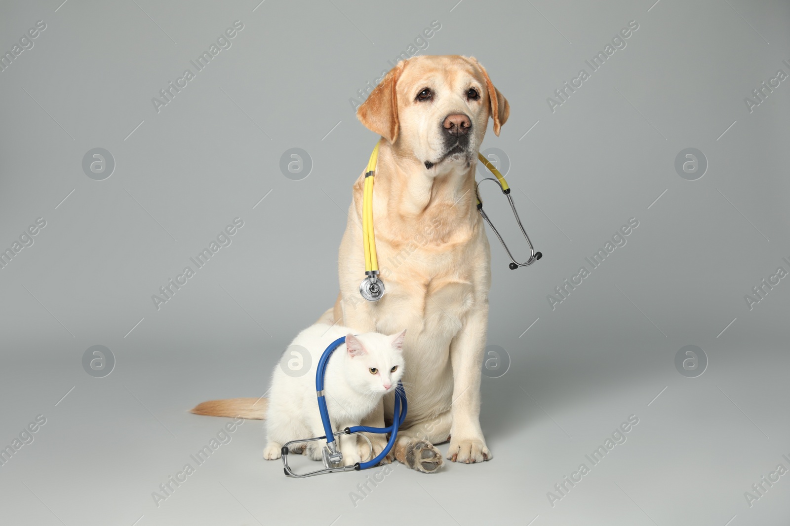 Photo of Cute Labrador dog with stethoscope as veterinarian and cat on grey background