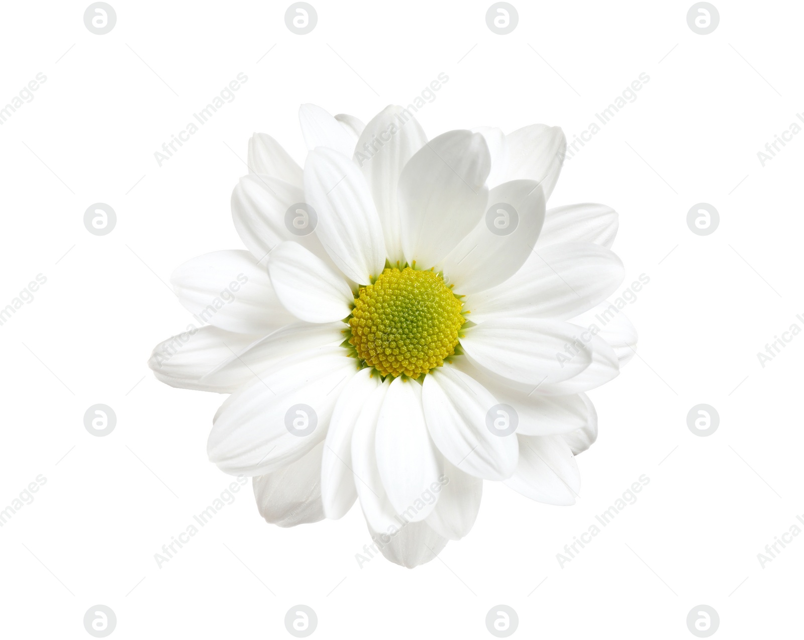 Photo of Beautiful fresh chamomile flower on white background