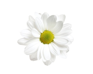 Beautiful fresh chamomile flower on white background