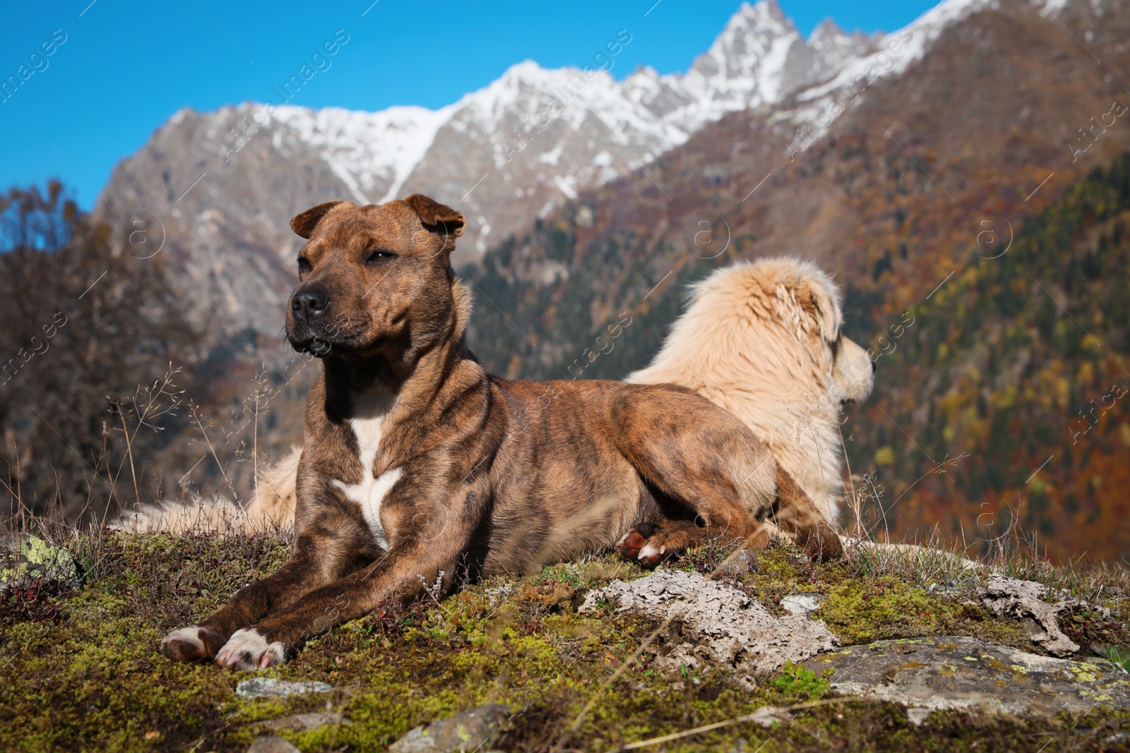 Photo of Adorable dogs in mountains on sunny day