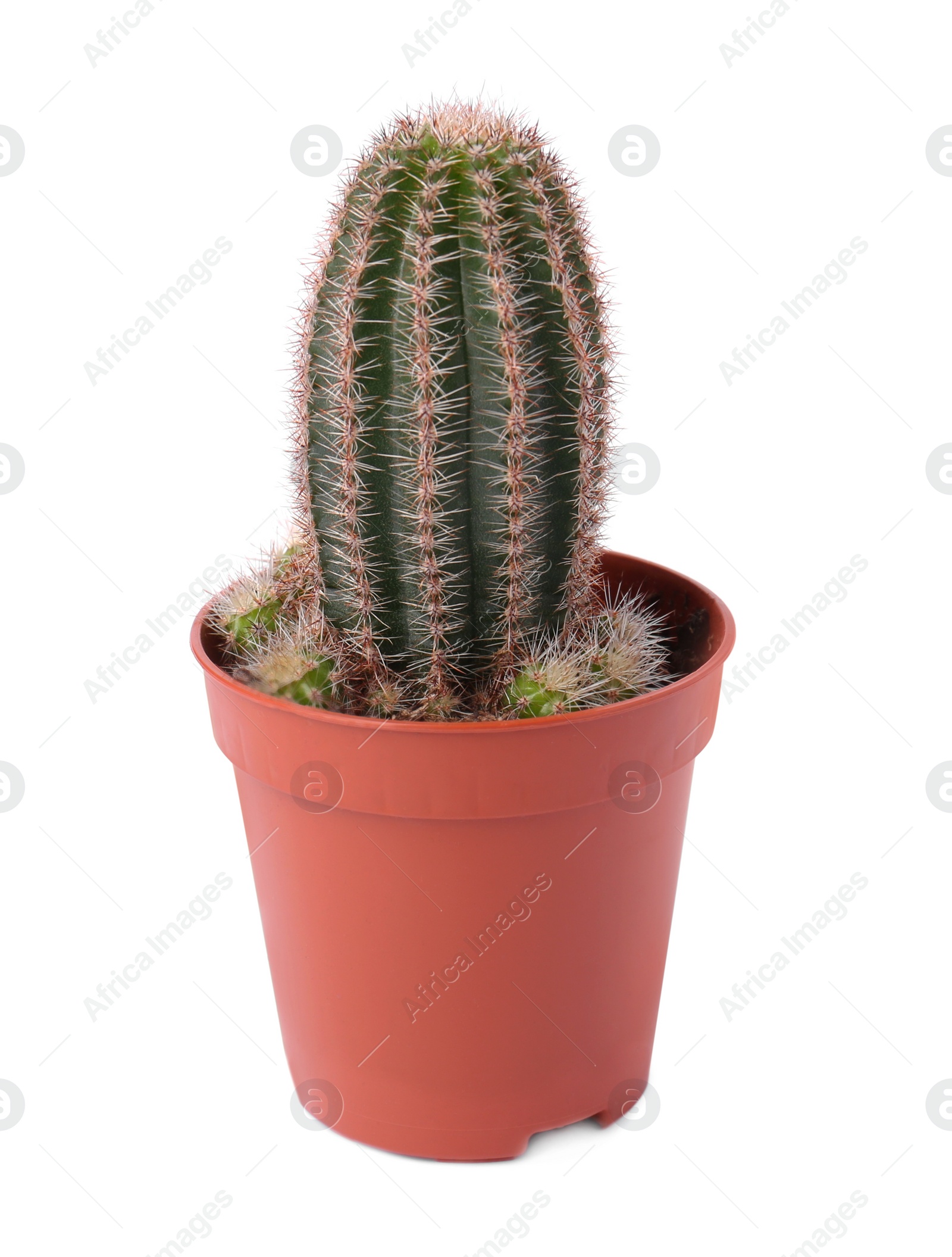 Photo of Beautiful green cactus in pot isolated on white. Tropical plant