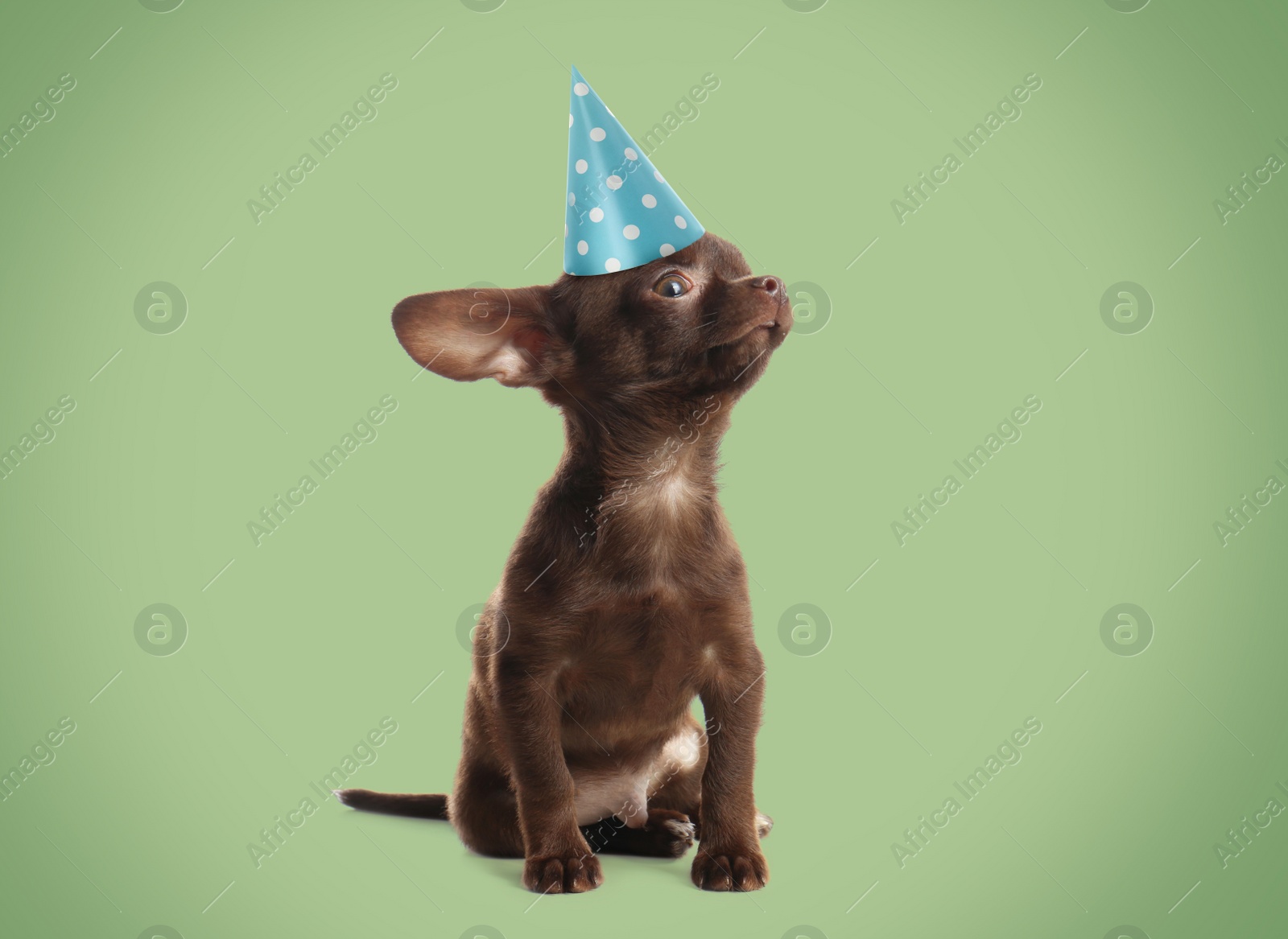 Image of Cute small Chihuahua dog with party hat on green background