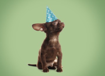 Cute small Chihuahua dog with party hat on green background