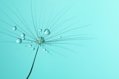 Photo of Seed of dandelion flower with water drops on turquoise background, closeup