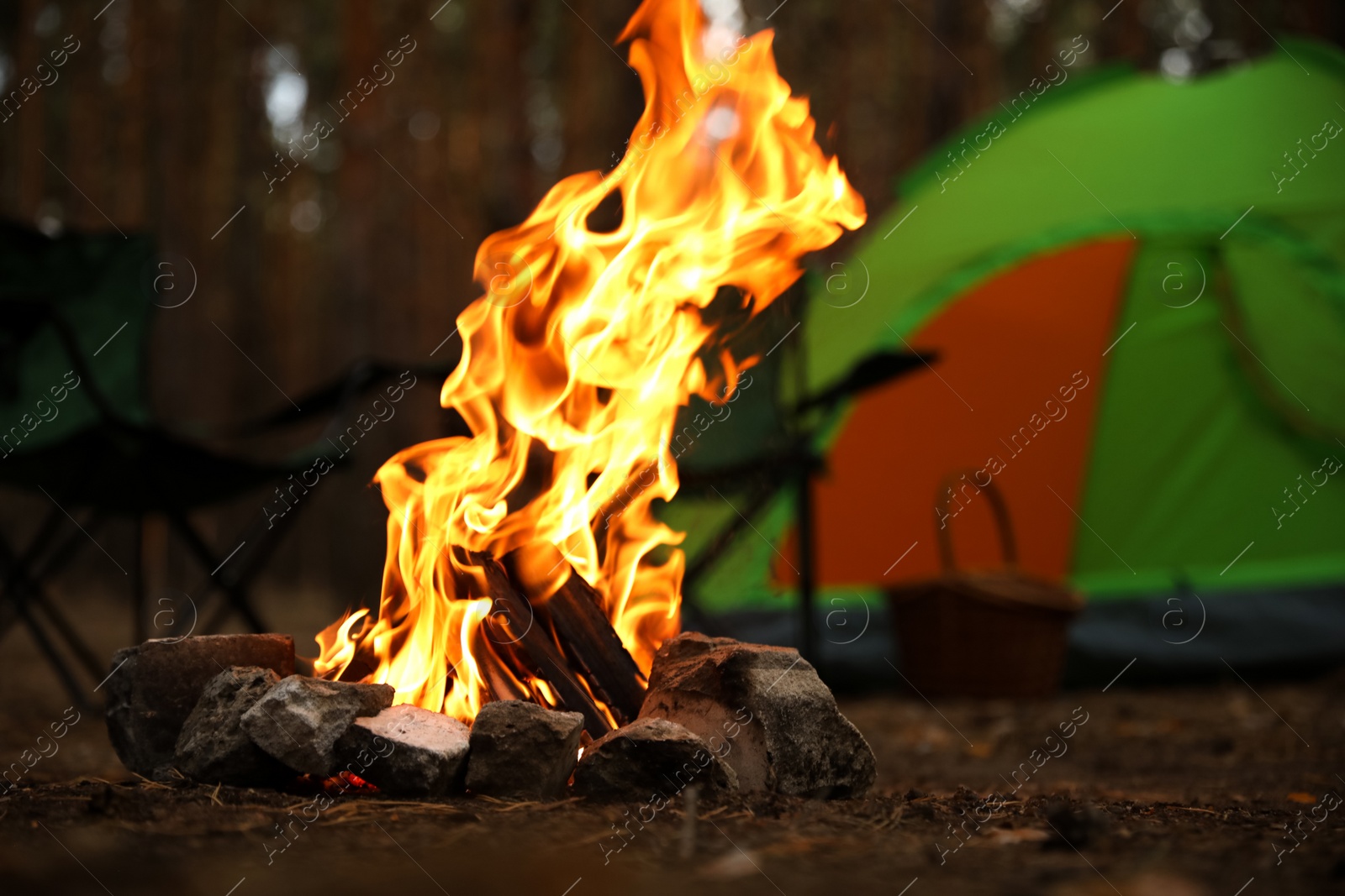 Photo of Beautiful bonfire with burning firewood near camping tent in forest