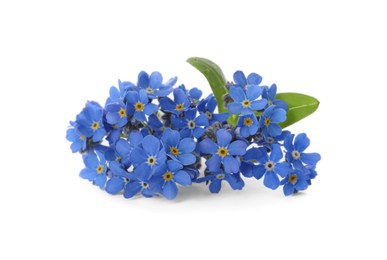 Photo of Beautiful blue Forget-me-not flowers isolated on white