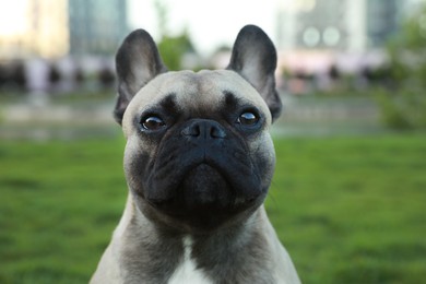 Photo of Cute French bulldog outdoors, closeup. Lovely pet