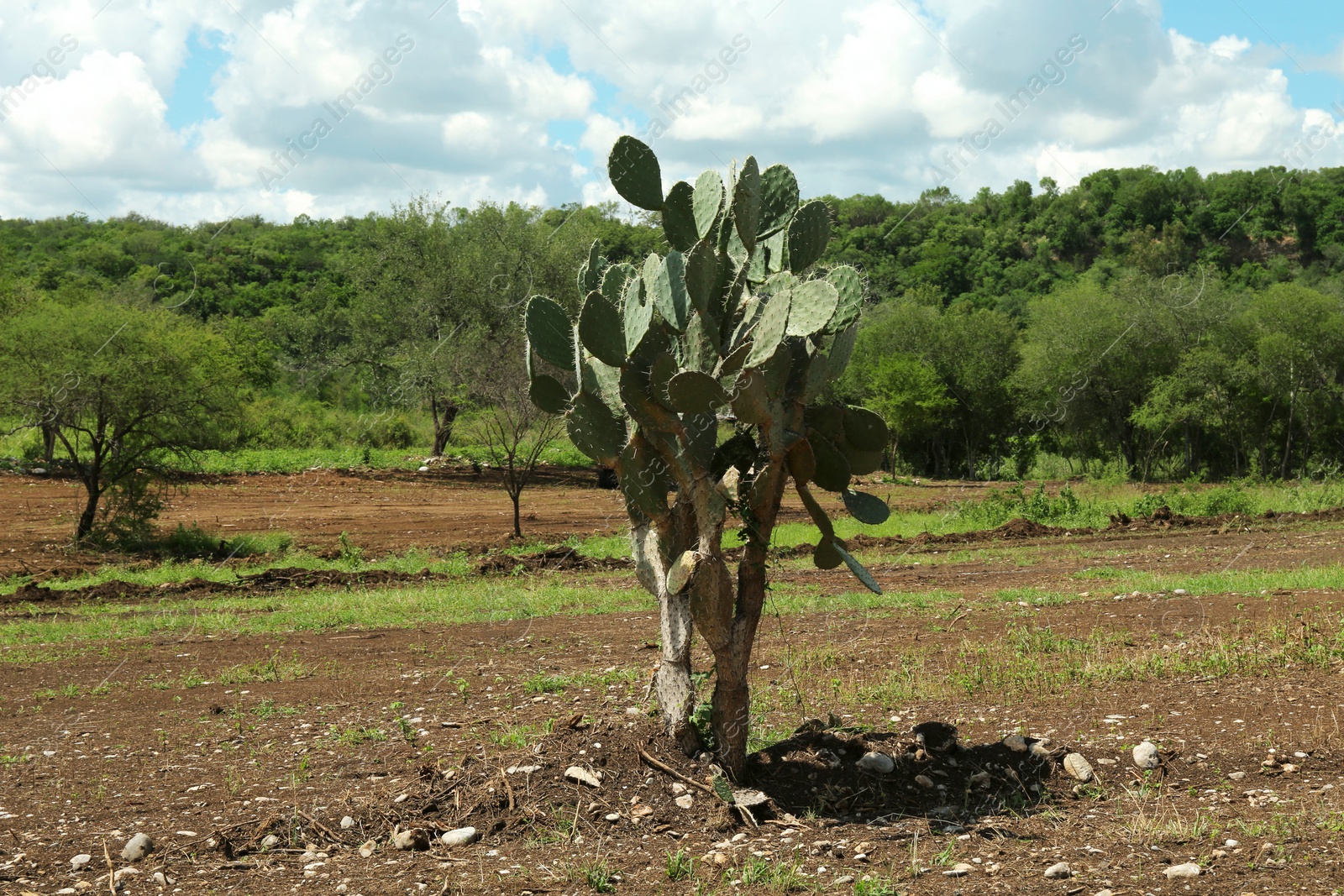 Photo of Beautiful green prickly pear cactus growing outdoors