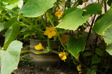 Green cucumber plants with flowers growing in garden, closeup