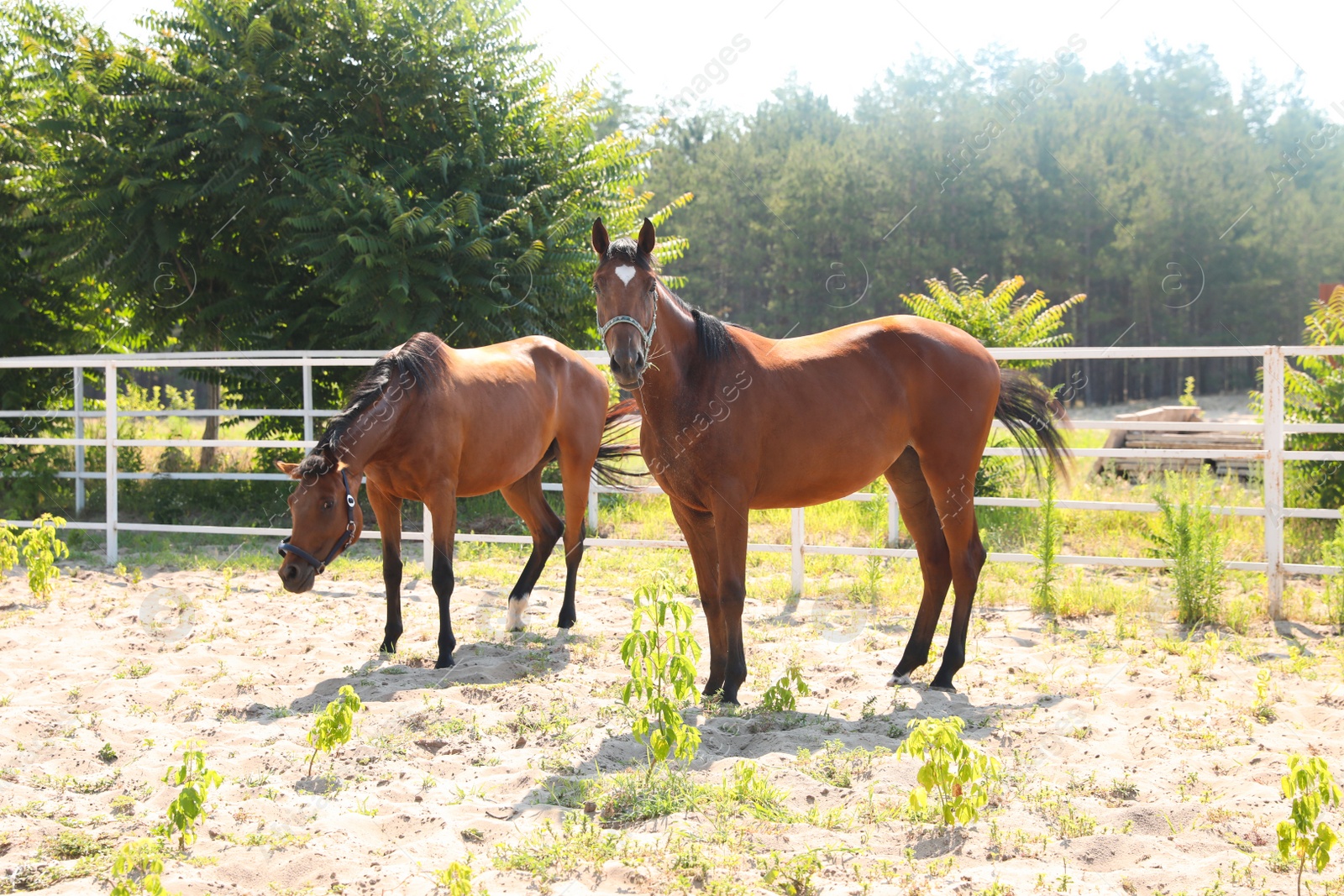 Photo of Bay horses in paddock on sunny day. Beautiful pets