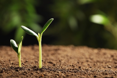 Little green seedlings growing in soil against blurred background, closeup view. Space for text