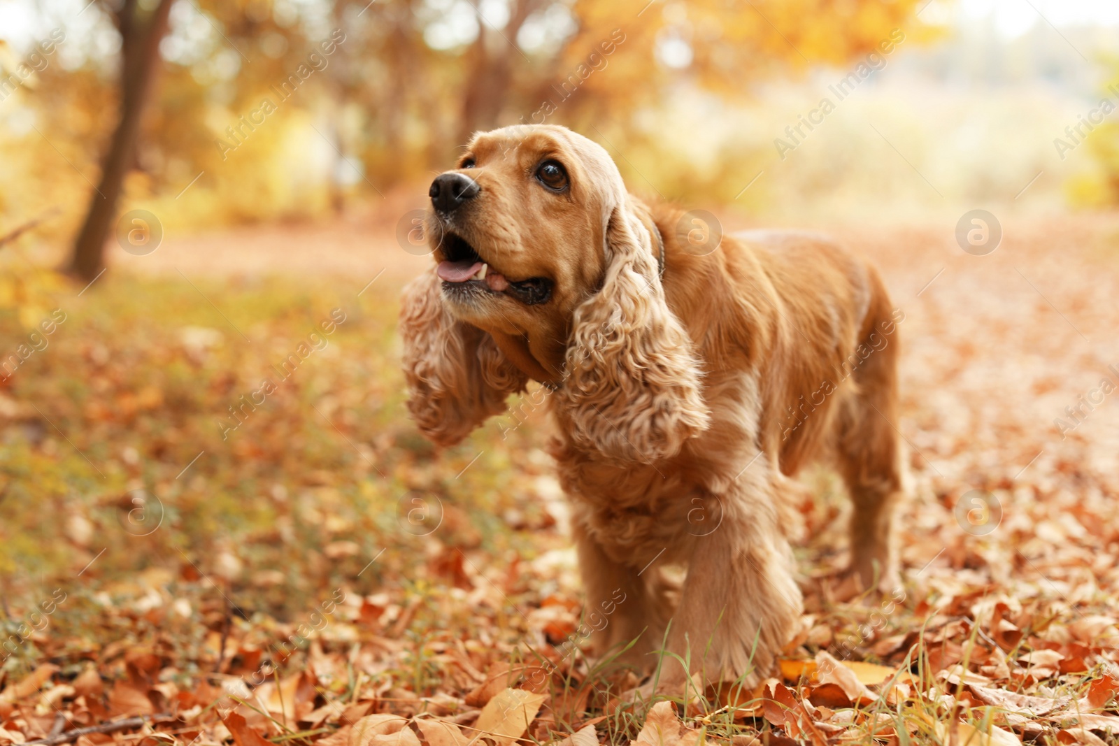 Photo of Cute Cocker Spaniel in park. Autumn walk