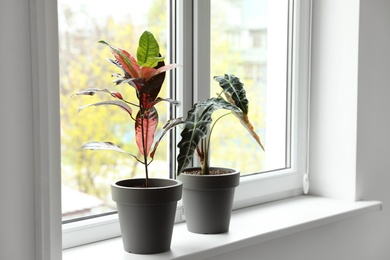 Beautiful indoor plants on window sill at home