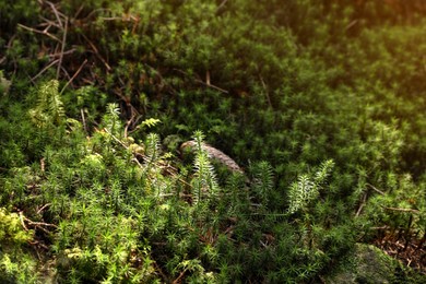 Photo of Bright green moss, closeup view. Forest vegetation