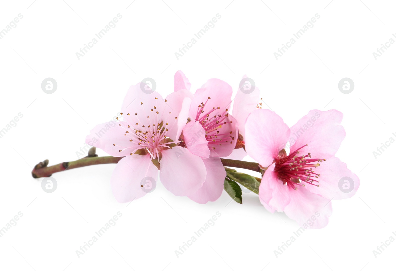 Photo of Tree branch with blossom isolated on white. Spring season