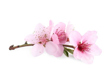 Photo of Tree branch with blossom isolated on white. Spring season