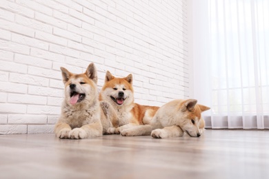 Adorable Akita Inu dog and puppies on floor indoors
