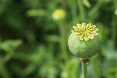 Photo of Green poppy head growing in field, closeup. Space for text