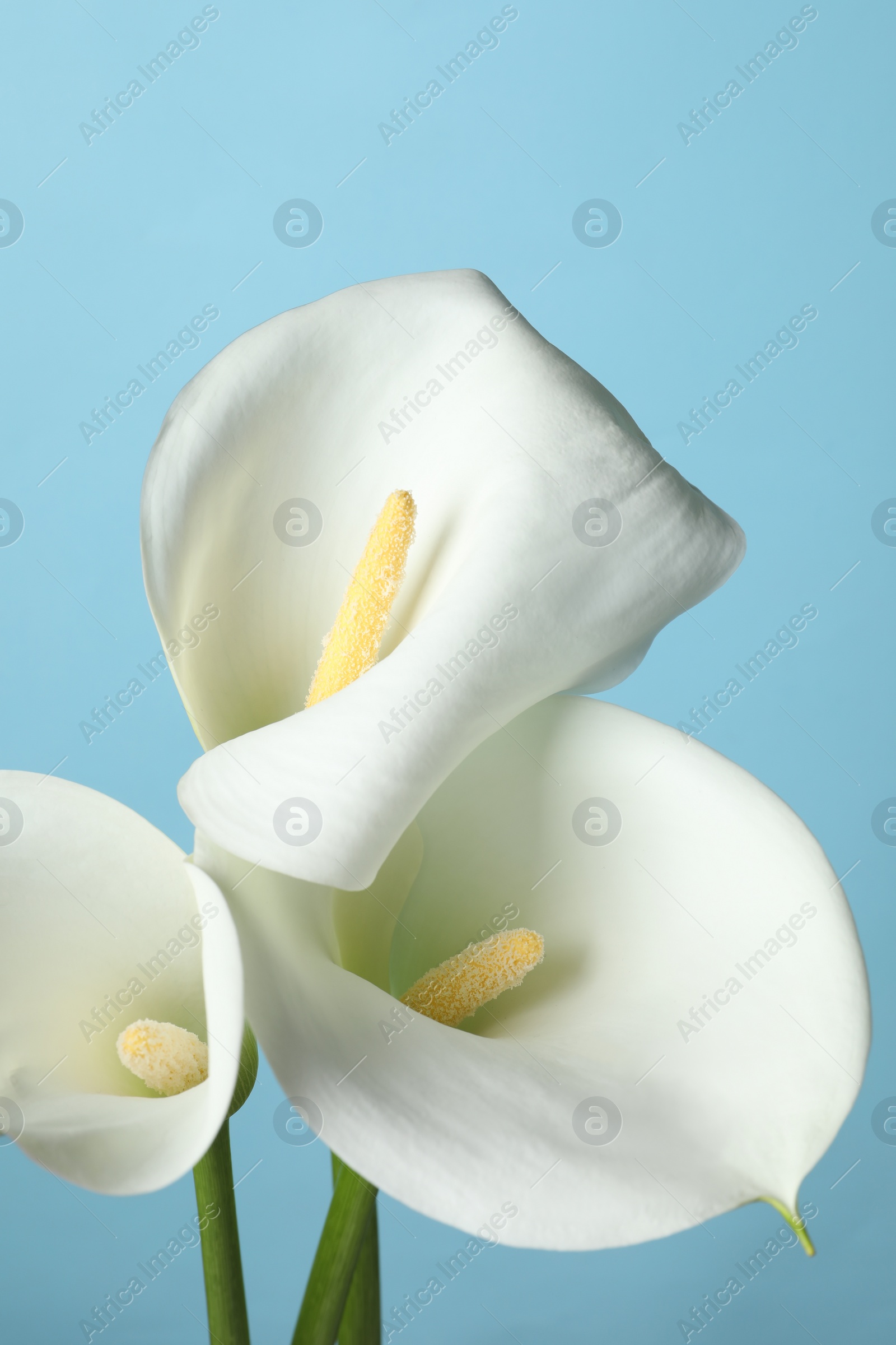 Photo of Beautiful calla lily flowers on light blue background, closeup