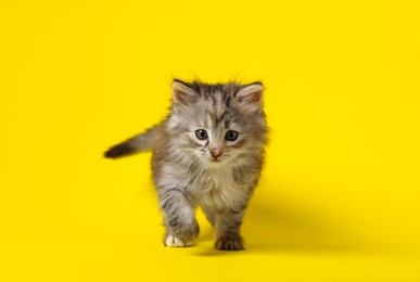Beautiful kitten on yellow background. Cute pet