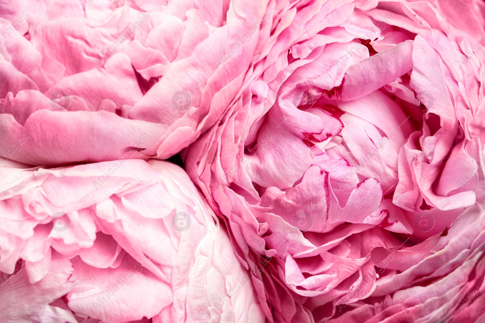 Photo of Beautiful fresh peonies as background, closeup view. Floral decor