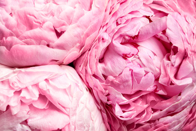 Beautiful fresh peonies as background, closeup view. Floral decor