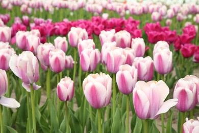 Photo of Beautiful colorful tulip flowers growing in field