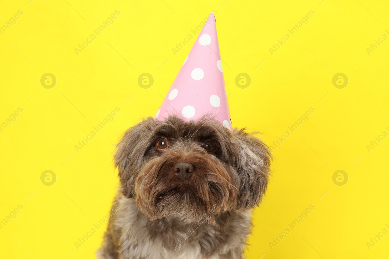 Photo of Cute Maltipoo dog wearing party hat on yellow background. Lovely pet