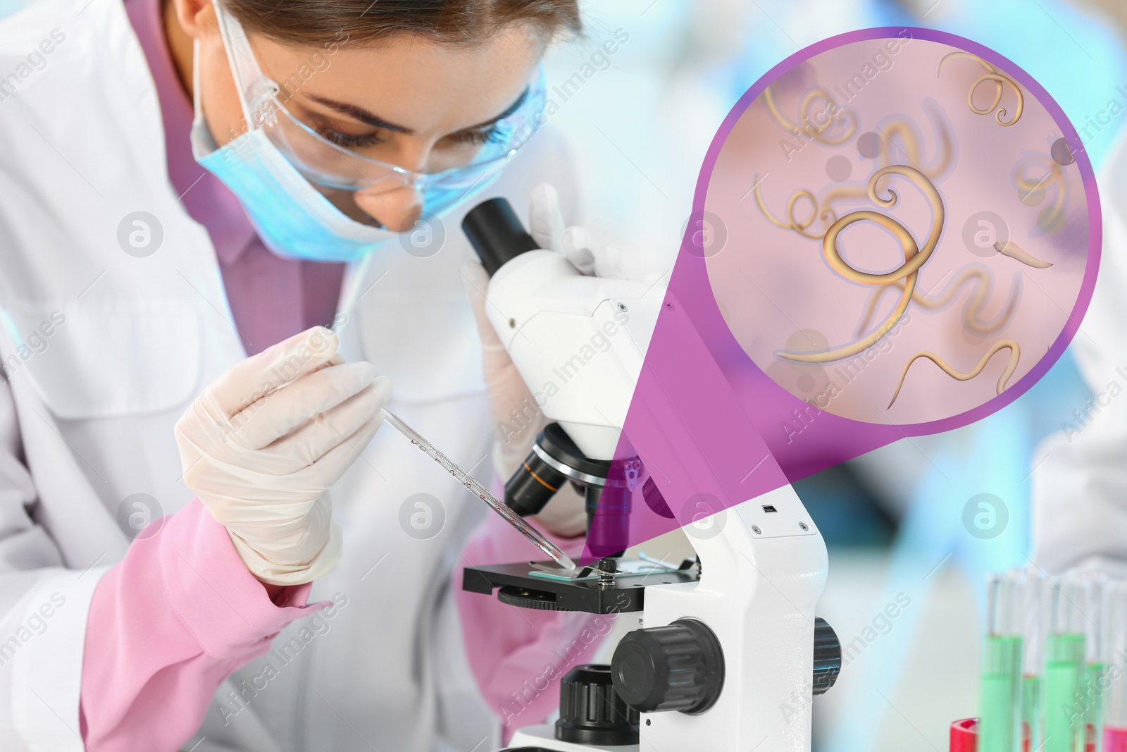 Image of Laboratory worker using modern microscope to examine helminths indoors. Zoomed view on parasitic worms