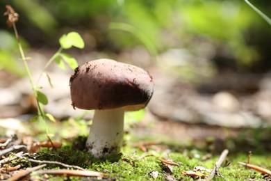 One mushroom growing in forest, closeup. Space for text