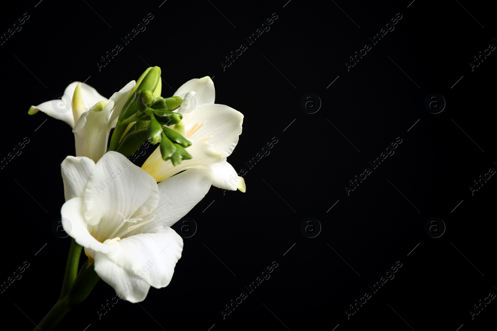 Photo of Beautiful white freesia flowers on black background. Space for text