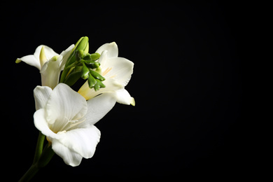 Photo of Beautiful white freesia flowers on black background. Space for text