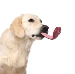 Cute Labrador Retriever showing long tongue on white background