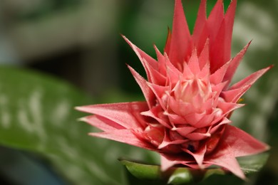 Photo of Beautiful blooming bromelia flower on blurred background, closeup. Space for text