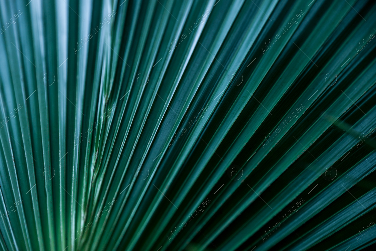 Photo of Closeup view of green tropical leaf as background