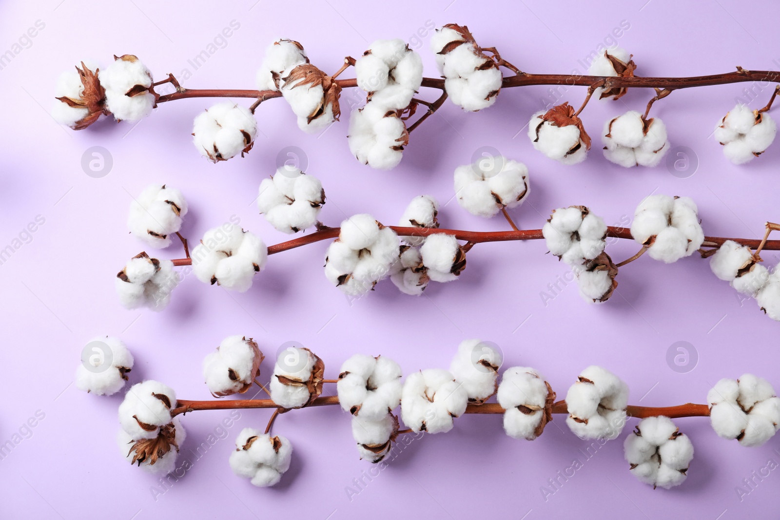 Photo of Fluffy cotton flowers on lilac background, flat lay