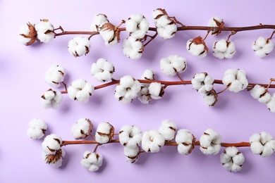 Photo of Fluffy cotton flowers on lilac background, flat lay