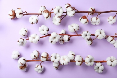 Fluffy cotton flowers on lilac background, flat lay