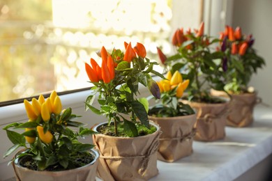 Photo of Capsicum Annuum plants. Many potted multicolor Chili Peppers on windowsill indoors, space for text