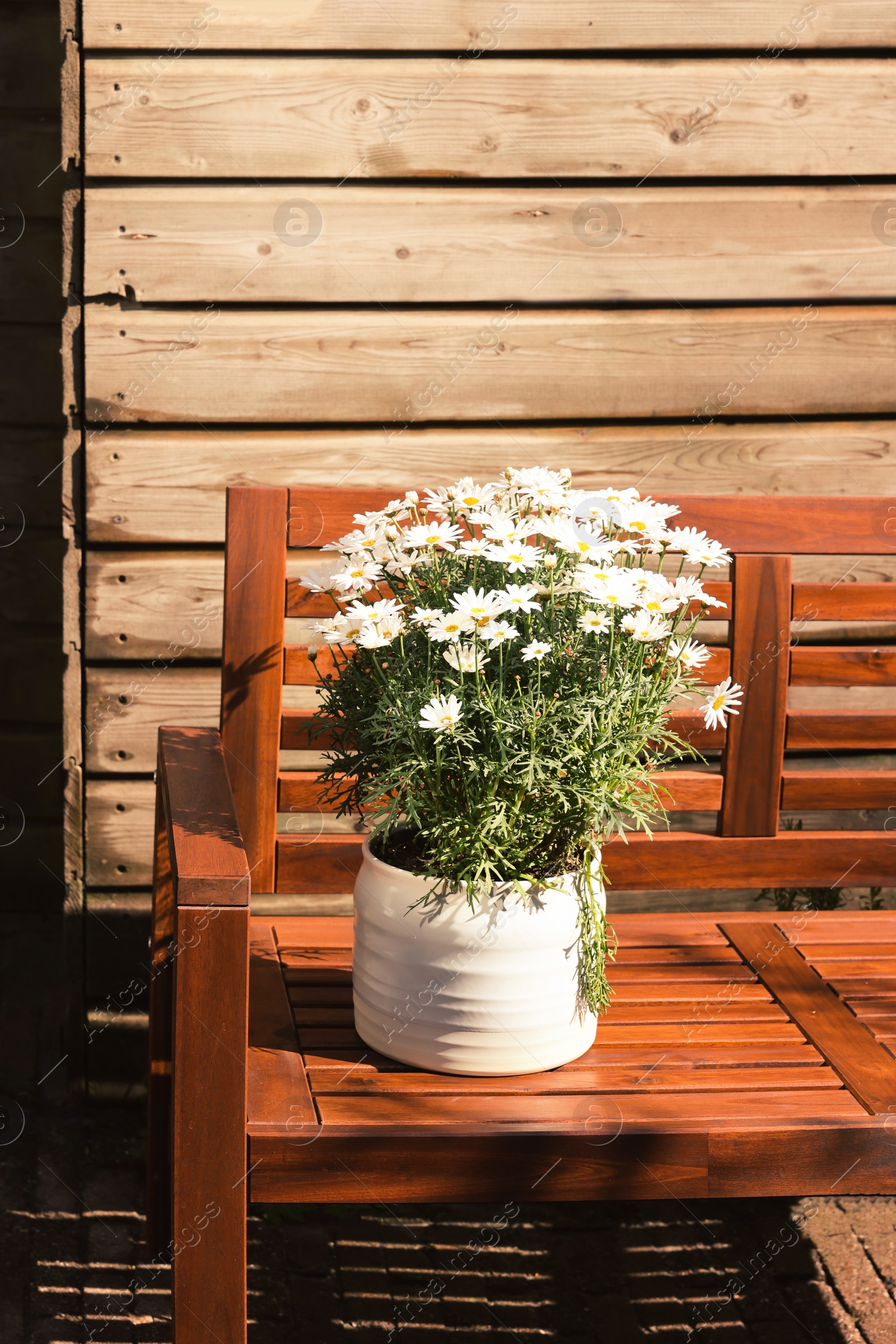 Photo of Beautiful blooming daisy plant in flowerpot on wooden bench outdoors