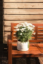 Photo of Beautiful blooming daisy plant in flowerpot on wooden bench outdoors