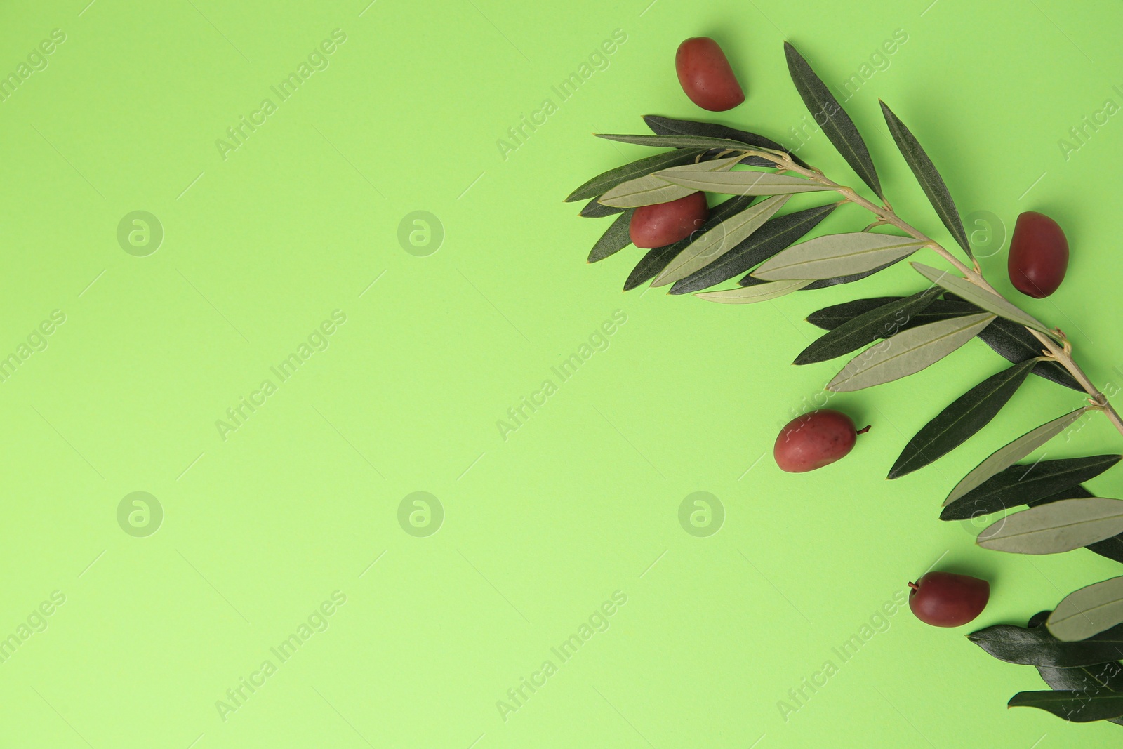 Photo of Fresh olives and leaves on light green background, flat lay. Space for text