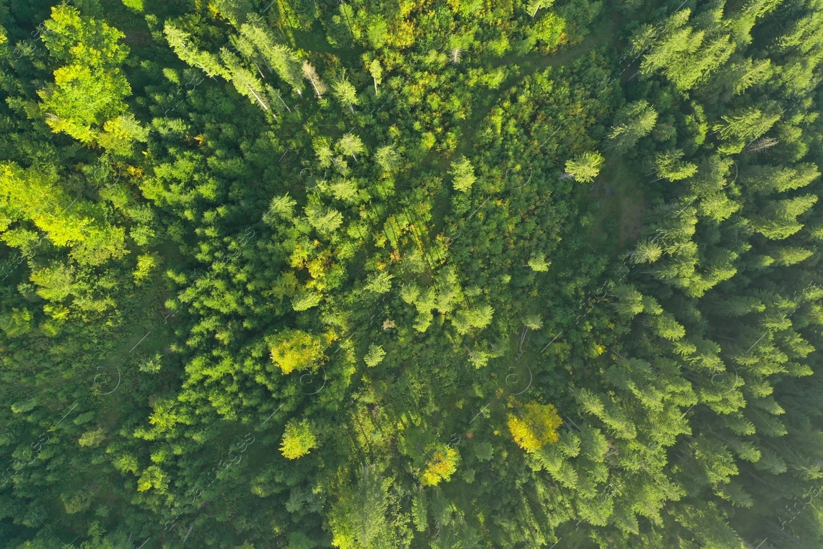 Photo of Aerial view of green trees on sunny day. Drone photography