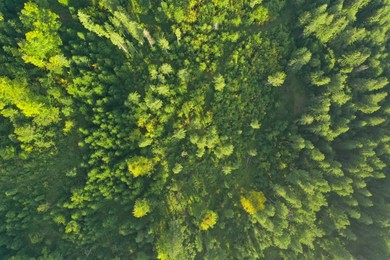 Aerial view of green trees on sunny day. Drone photography